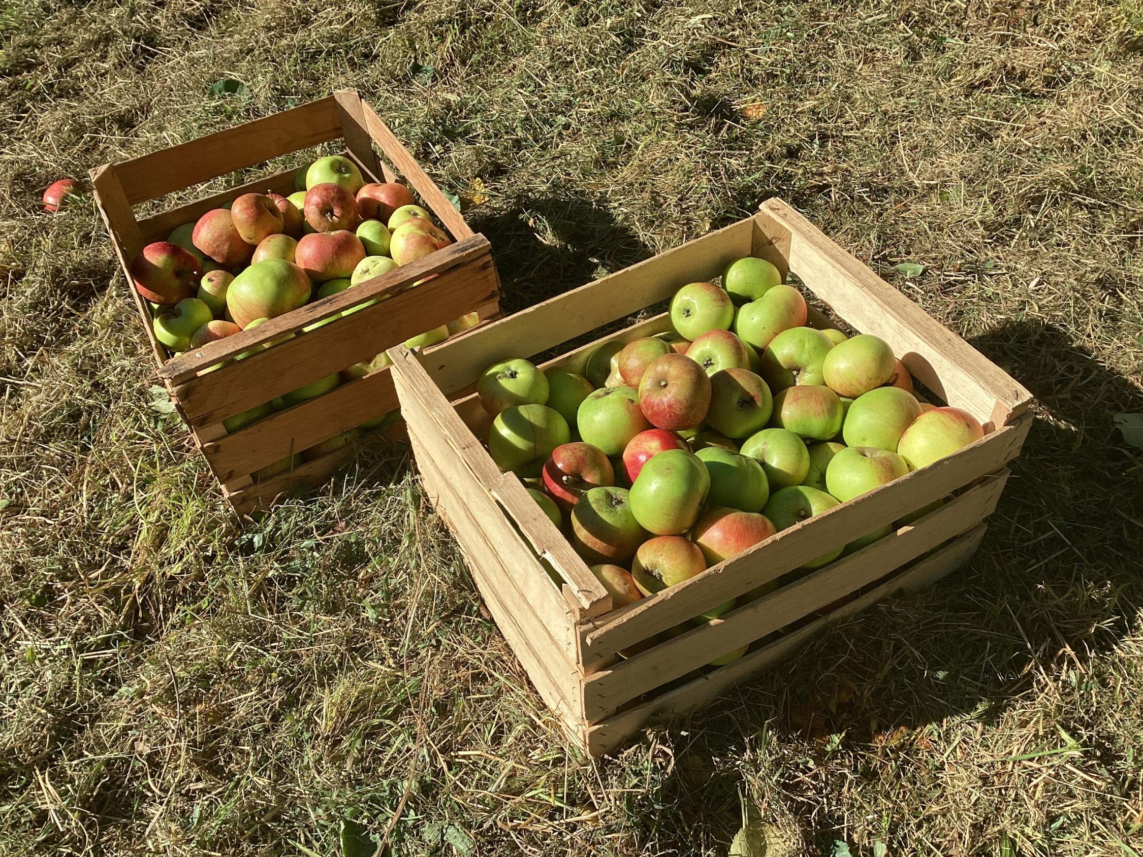 Äpfel