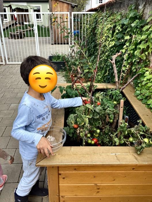 Tomatenernte