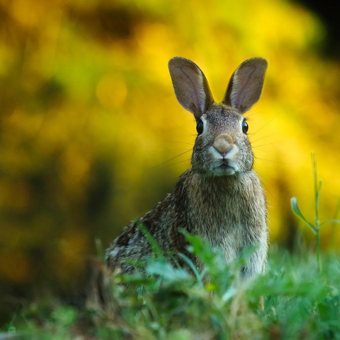 Ostern