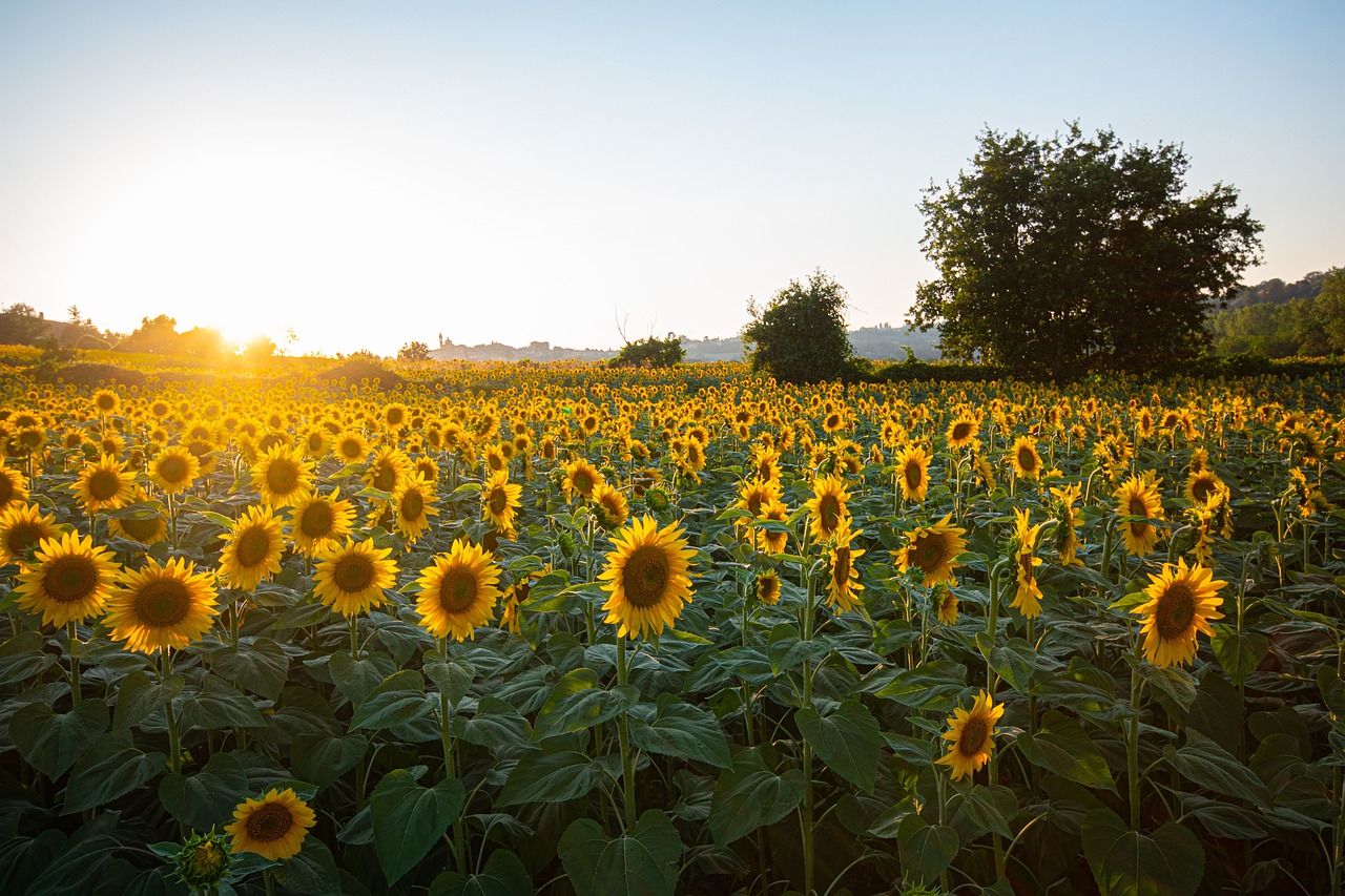 Schöne Sommerferien!